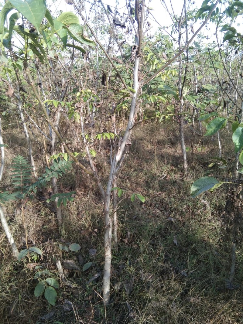 免稼接核桃树大量供应