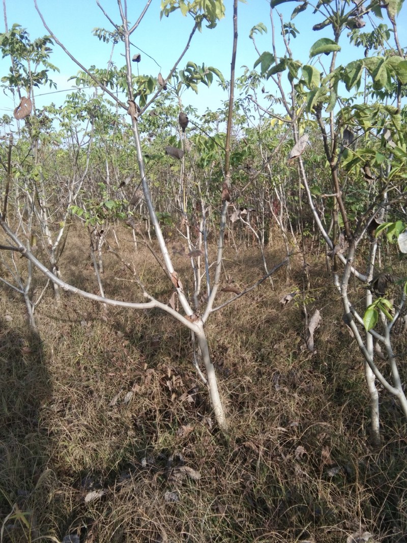 免稼接核桃树大量供应