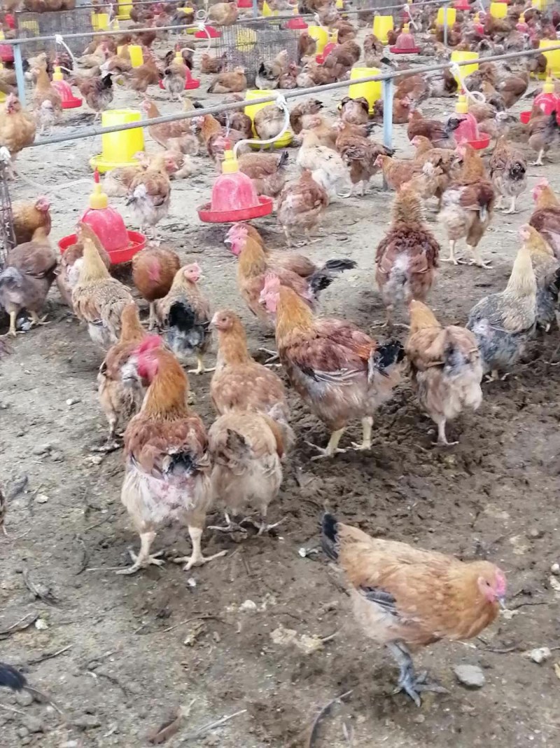 地养麻鸡，草母鸡，量大