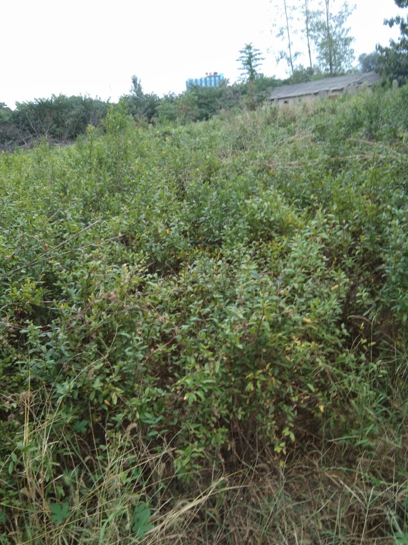 软籽石榴苗，三年苗，量大