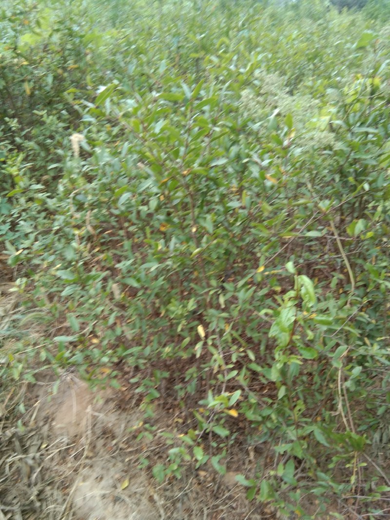 软籽石榴苗，三年苗，量大