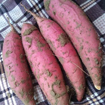【热销】河南开封西瓜红红薯三两以上精品沙地红薯