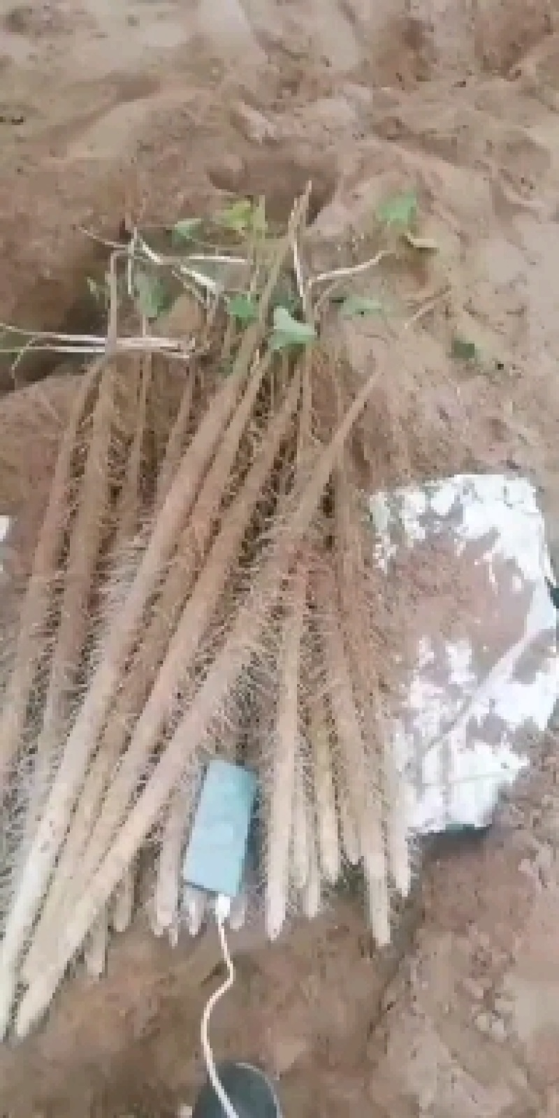 万荣铁棍山药量大粗长，可供超市需要联系，市场，超市，量大