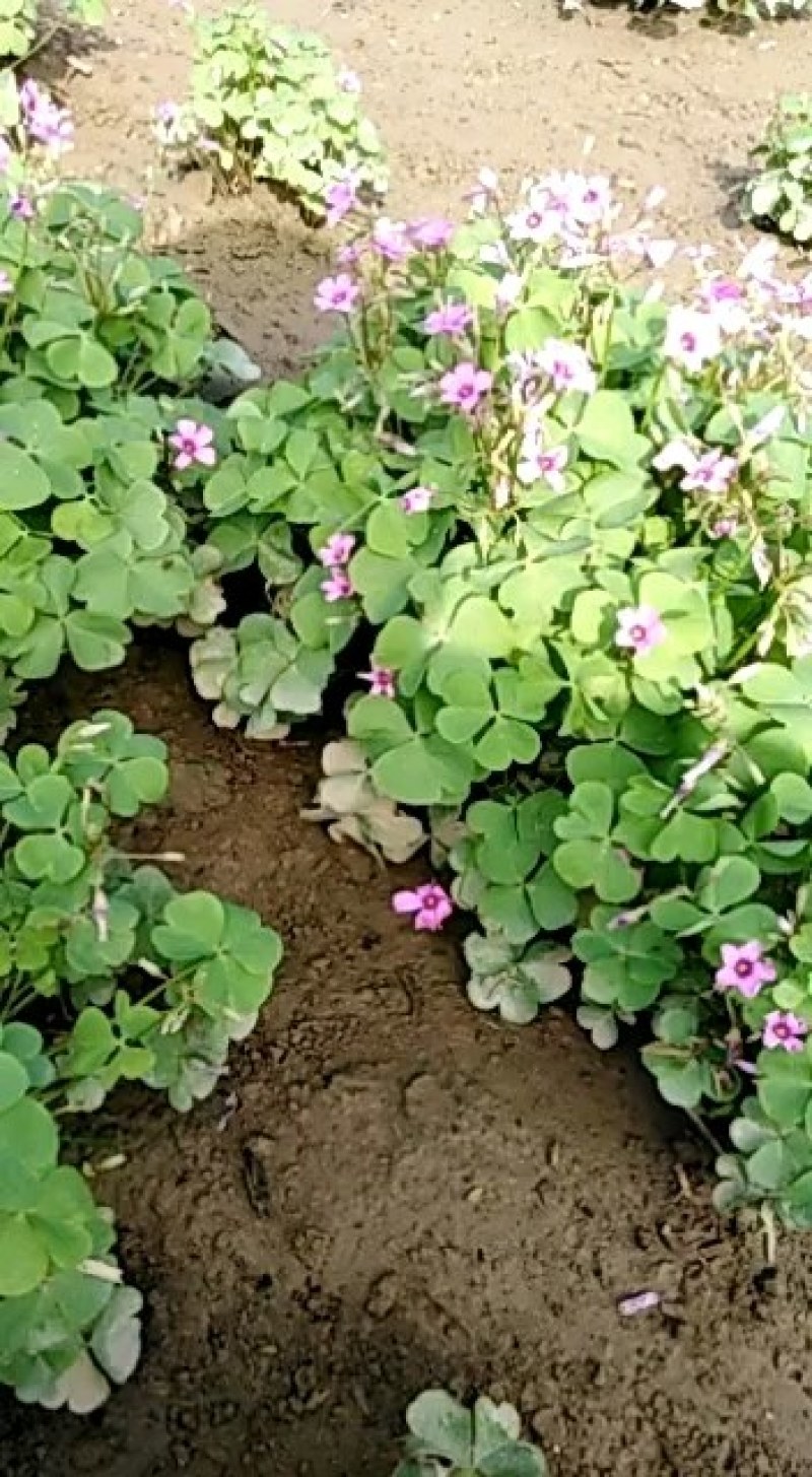 酢浆草红花酢浆草红花杂酱草青叶炸酱草种球大量批发