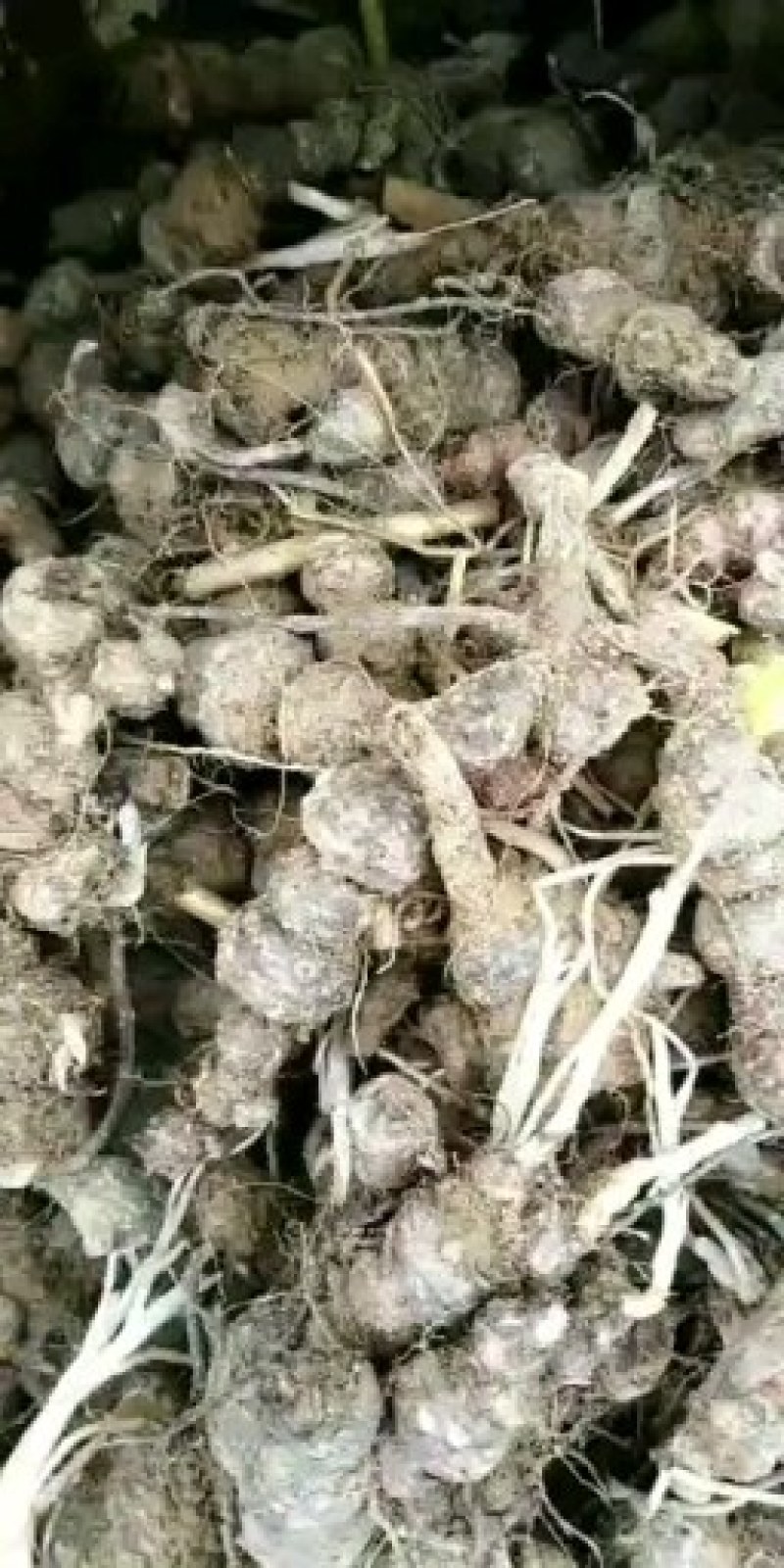 酢浆草红花酢浆草红花杂酱草青叶炸酱草种球大量批发