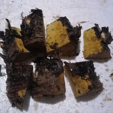 大黄芽头，利川大黄苗，正宗马蹄大黄，苞芽地里瓣下芽存
