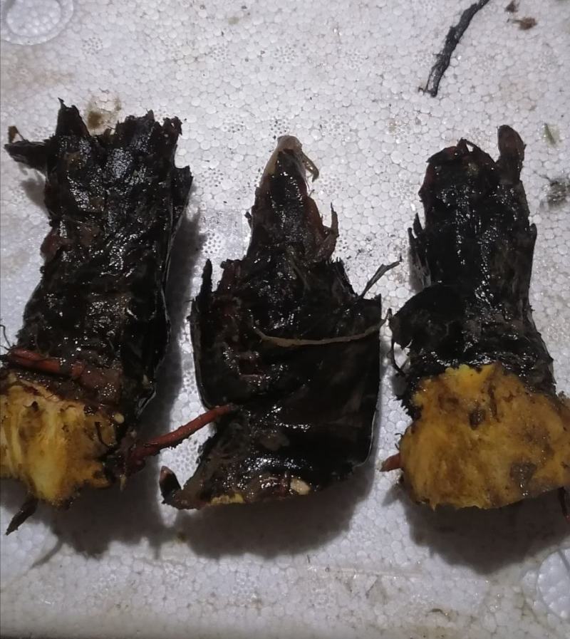 大黄芽头，利川大黄苗，正宗马蹄大黄，苞芽地里瓣下芽存