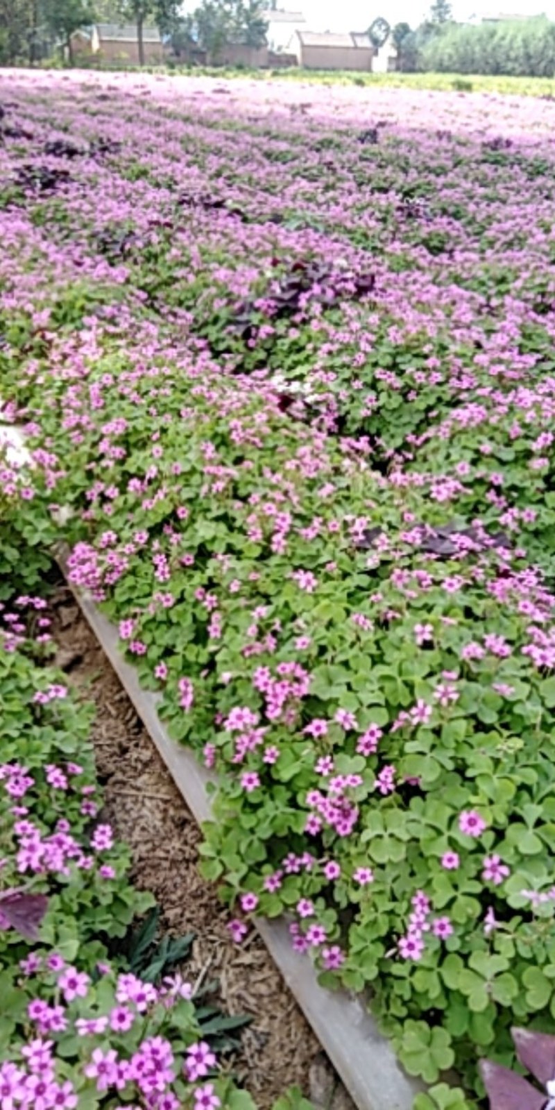 酢浆草红花酢浆草杂酱草炸酱草绿叶红花酢浆草适合四季种植