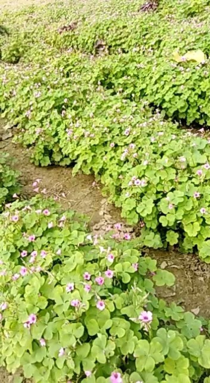 酢浆草红花酢浆草杂酱草炸酱草绿叶红花酢浆草适合四季种植