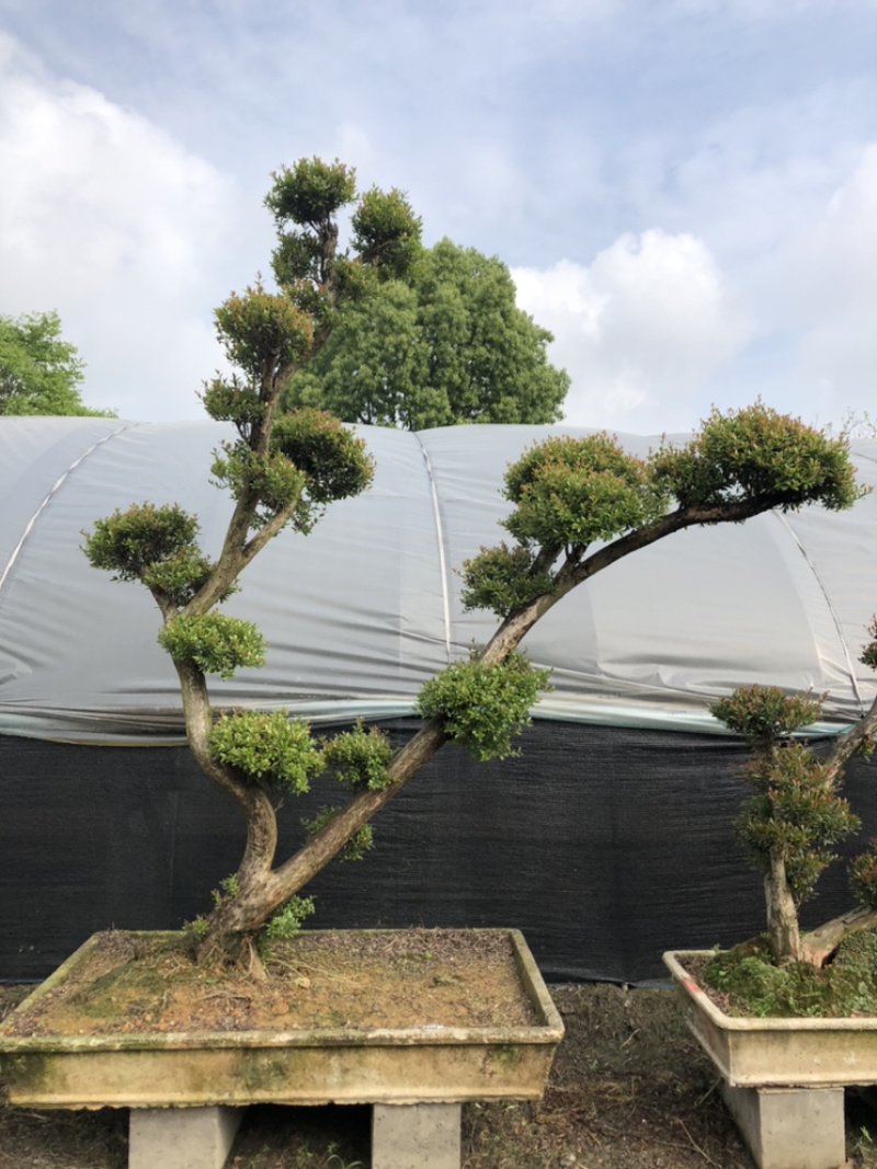 赤楠精品赤楠盆景