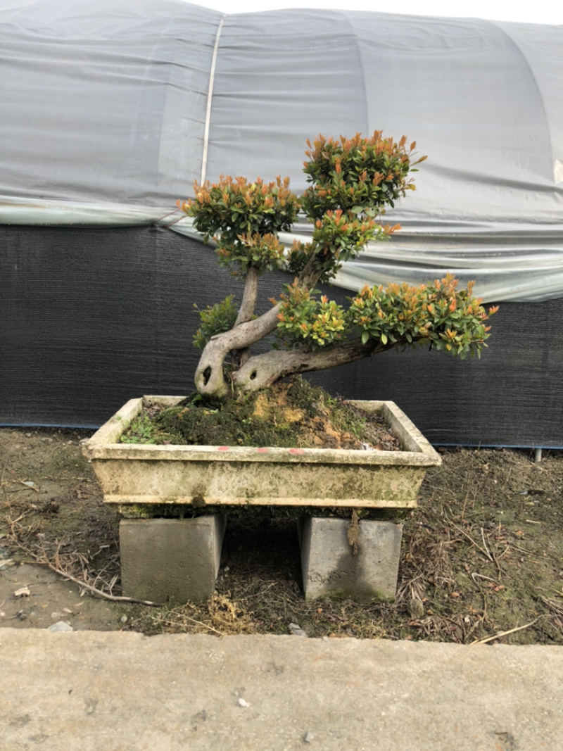 赤楠精品赤楠盆景