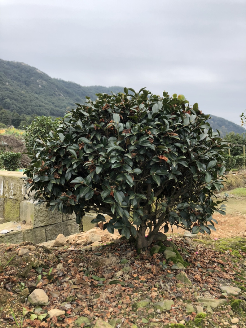 茶梅球精品茶梅球