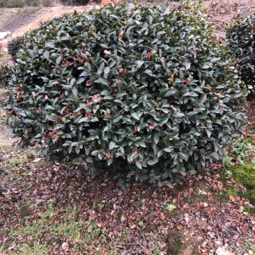 茶梅球精品茶梅球