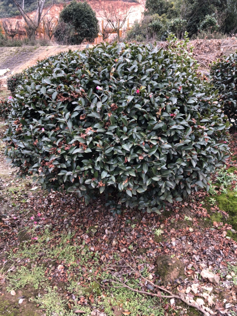 茶梅球精品茶梅球