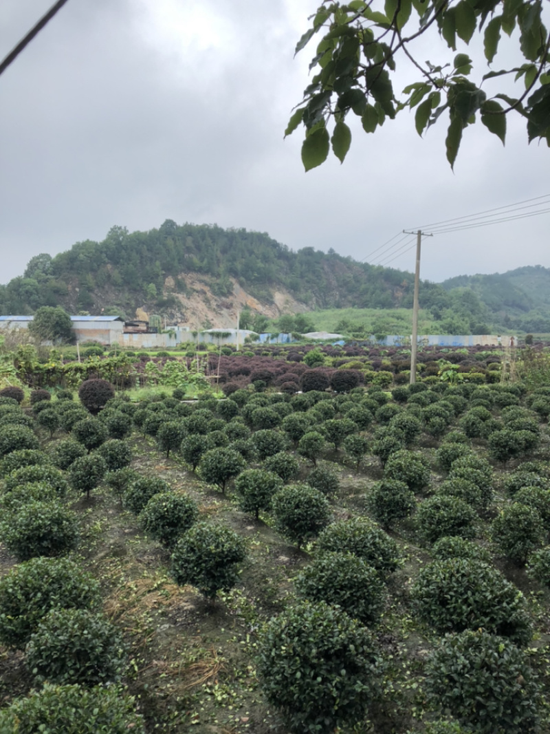 茶梅球精品茶梅球
