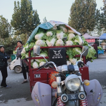 精品白菜，黄心白菜大量上市有需要的请联系