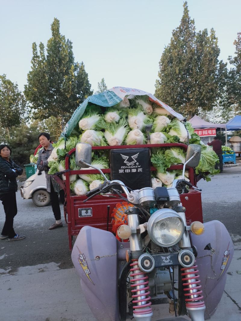 精品白菜，黄心白菜大量上市有需要的请联系