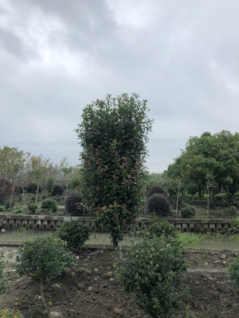 红叶石楠柱
