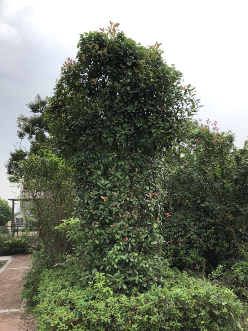 红叶石楠柱