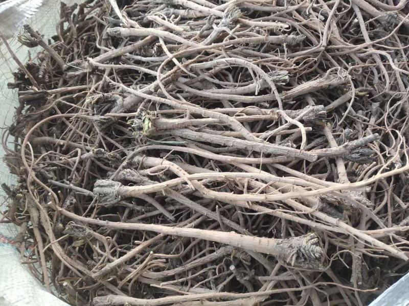 柴胡，高含量精品药材