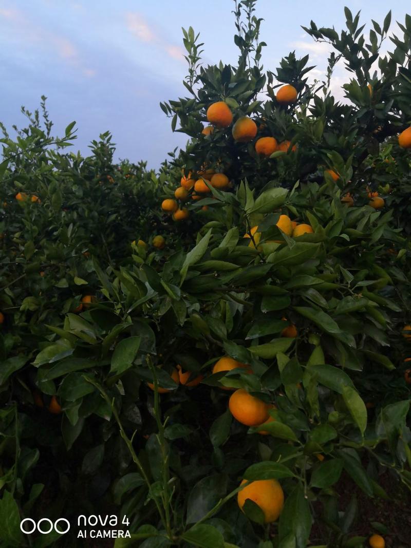 【特早蜜橘】优质蜜桔，清甜可口，大量上市，欢迎选购