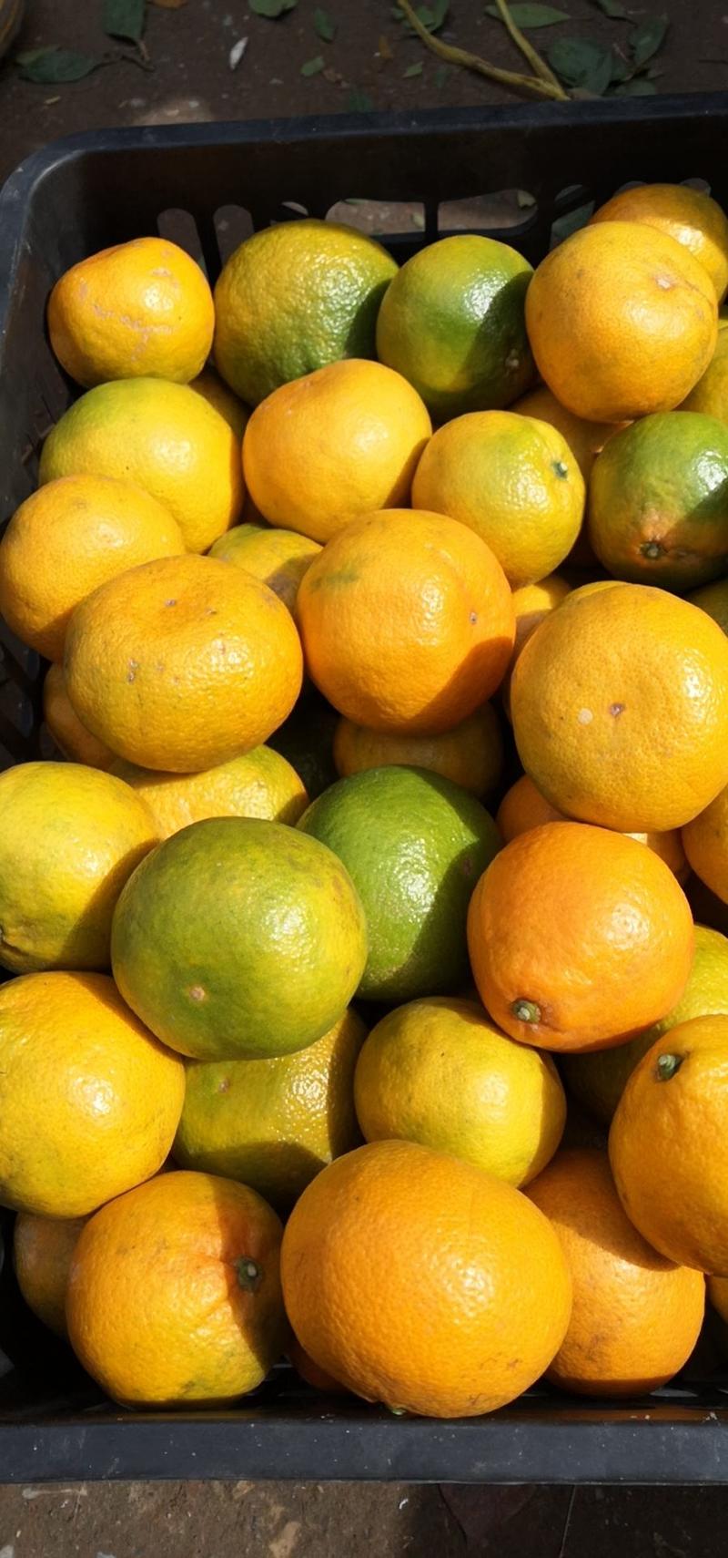 【特早蜜橘】优质蜜桔，清甜可口，大量上市，欢迎选购