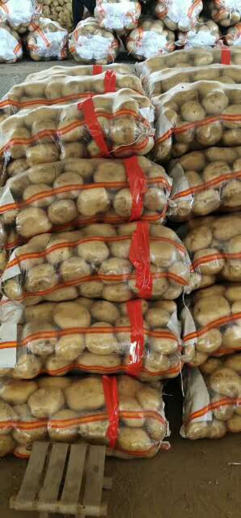 《热销中》优质滕州荷兰十五土豆保质一手货源代发全国市场