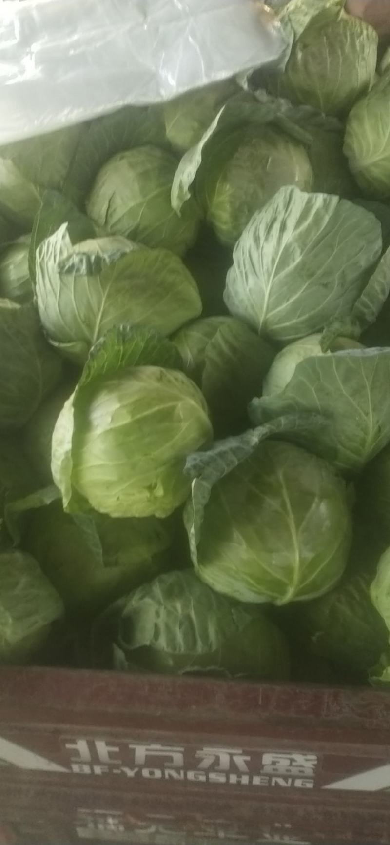 精品圆包菜，甘蓝，一手货源，量大质优，欢迎前来选购，
