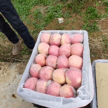 红富士苹果批发陕西红富士苹果产地批发，大荔红富士苹果基地