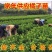 沙糖桔子苗嫁接早熟橘子树苗树南北方种四季盆栽地栽果苗当年