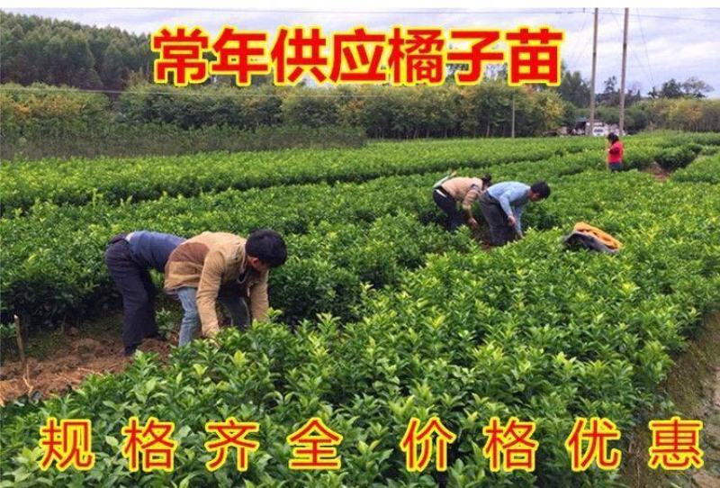 沙糖桔子苗嫁接早熟橘子树苗树南北方种四季盆栽地栽果苗当年