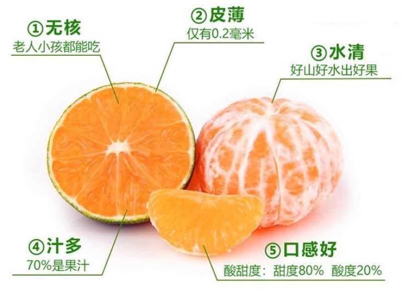 沙糖桔子苗嫁接早熟橘子树苗树南北方种四季盆栽地栽果苗当年