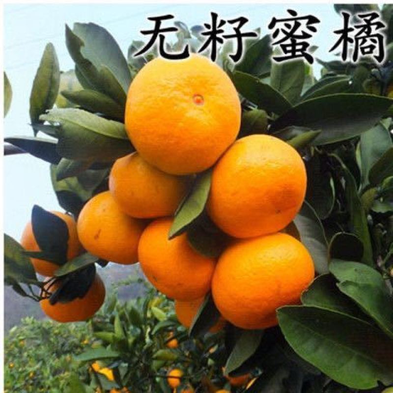沙糖桔子苗嫁接早熟橘子树苗树南北方种四季盆栽地栽果苗当年