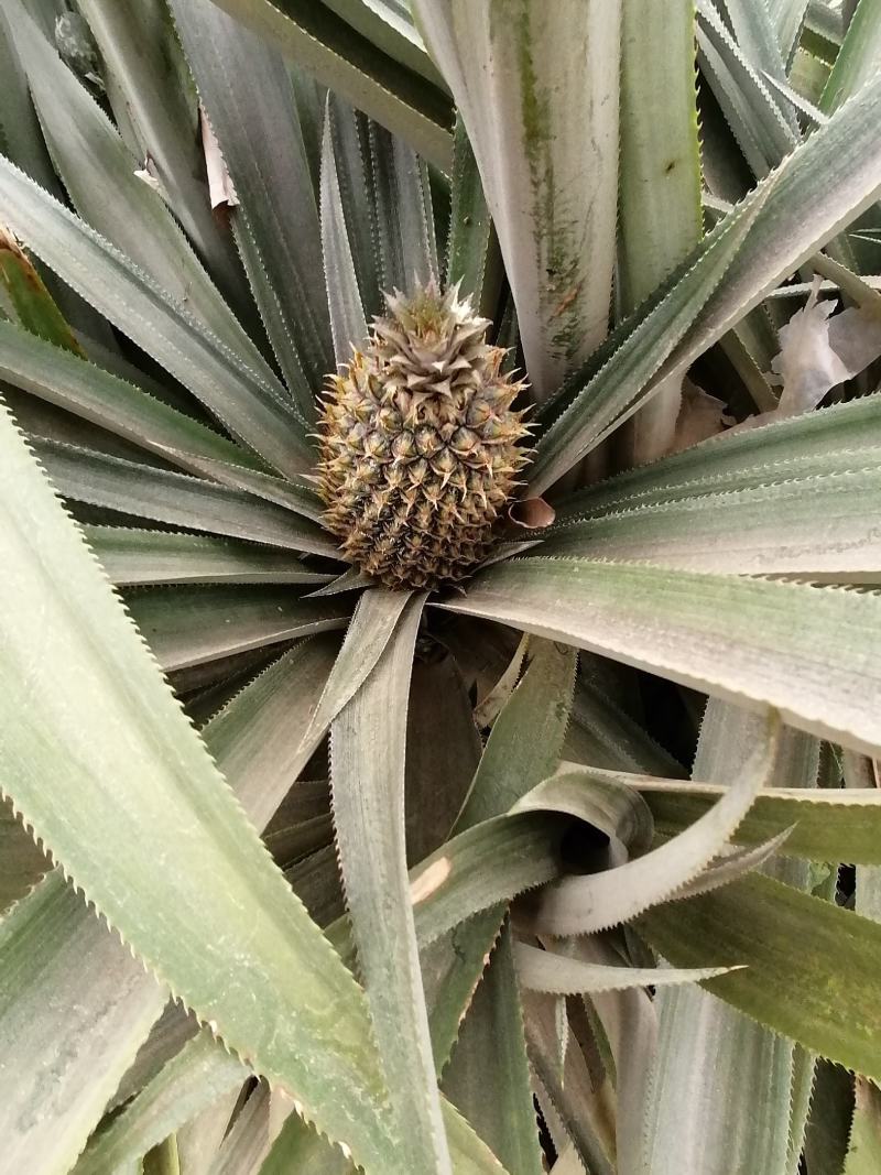 香水菠萝苗地菠萝苗凤梨苗裸根可盆栽地栽庭院阳台种植