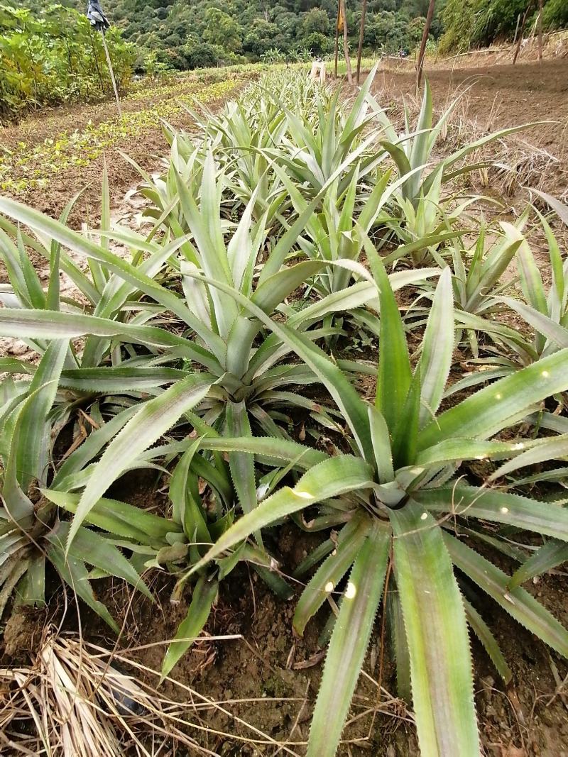 香水菠萝苗地菠萝苗凤梨苗裸根可盆栽地栽庭院阳台种植