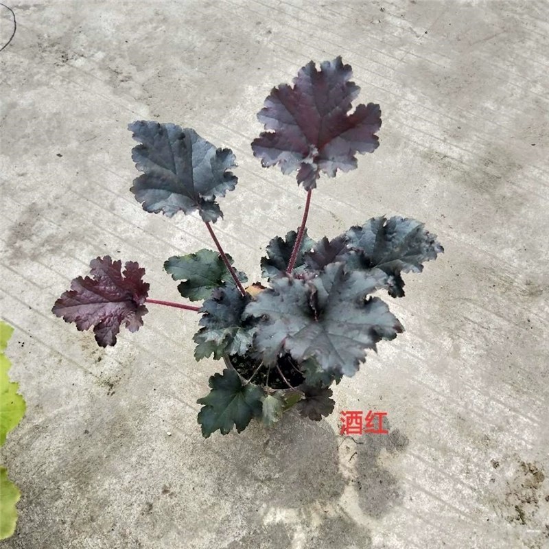 矾根大苗绿植盆栽阳台庭院花卉多色观叶植物四季耐寒花卉植物