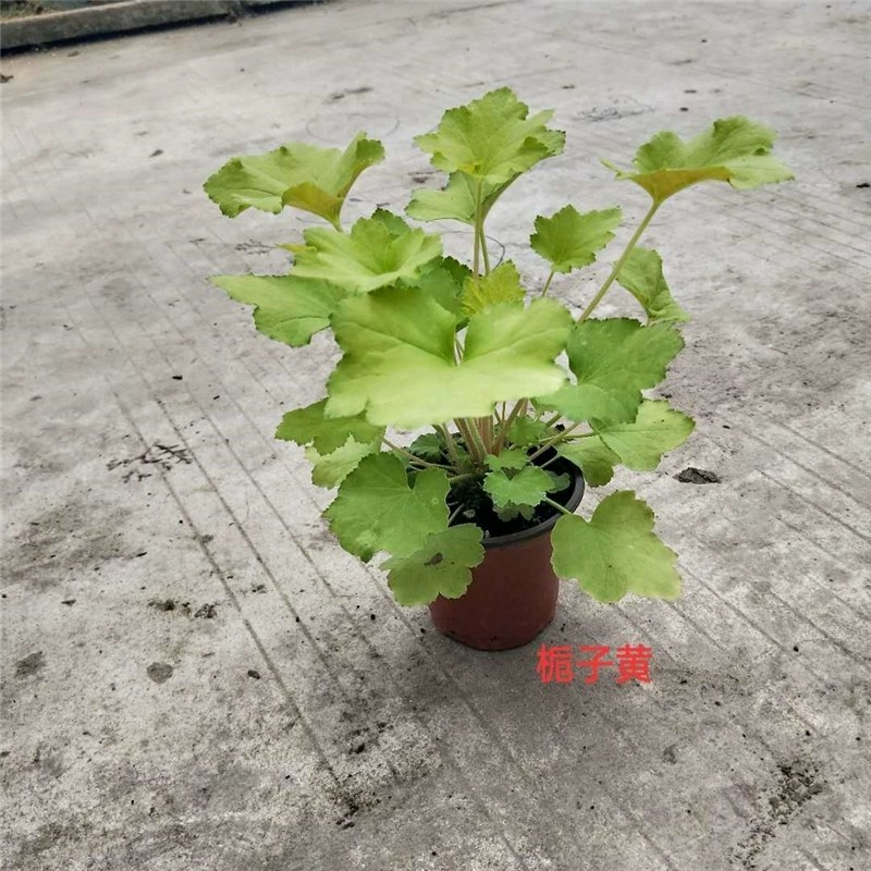 矾根大苗绿植盆栽阳台庭院花卉多色观叶植物四季耐寒花卉植物