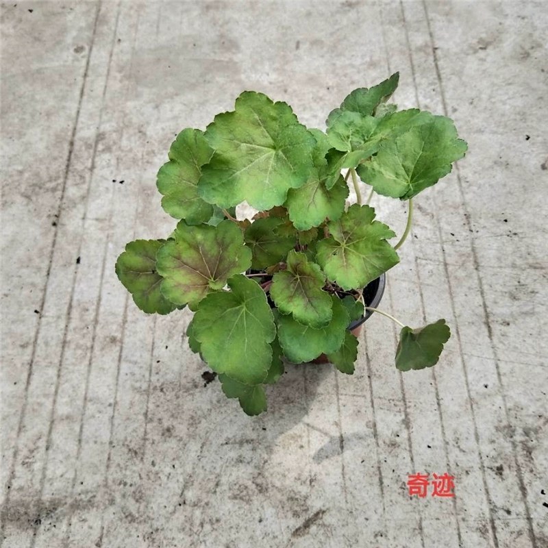 矾根大苗绿植盆栽阳台庭院花卉多色观叶植物四季耐寒花卉植物