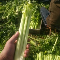 高质量，高质量高品质优质芹菜，净菜。