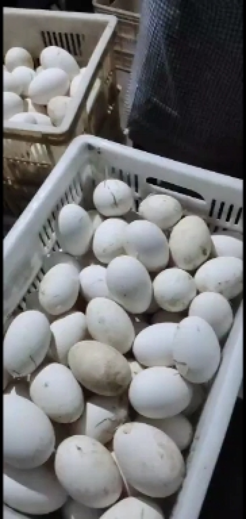新鲜大鹅蛋，产地:河南濮阳，规格:120克，产量大