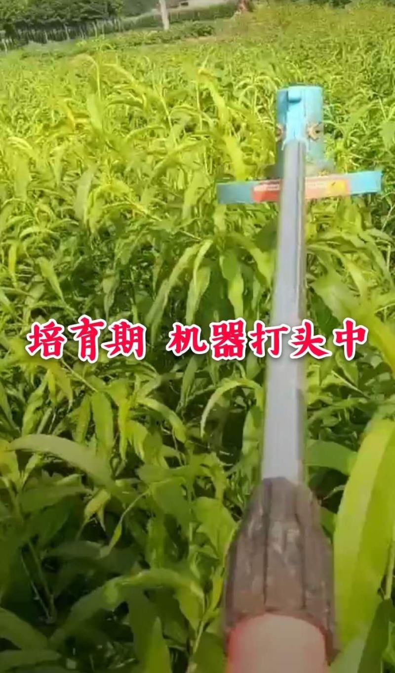 【爆款】无核血桃苗自然无核脱毒育苗当年结果卖疯了