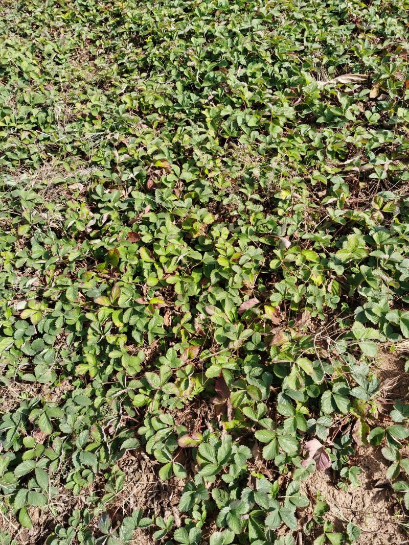 草莓苗奶油草莓苗红颜草莓苗各种品种现挖现发货成活率高