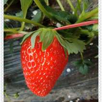 草莓苗奶油草莓苗红颜草莓苗各种品种现挖现发货成活率高