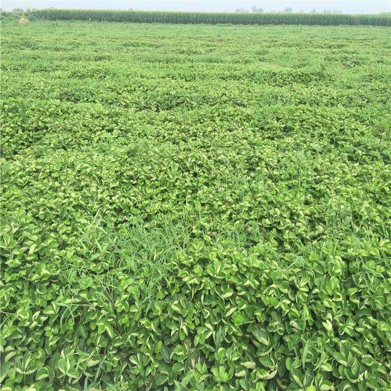 草莓苗奶油草莓苗红颜草莓苗各种品种现挖现发货成活率高