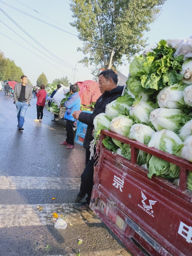 精品白菜，黄心白菜大量上市有需要的请联系
