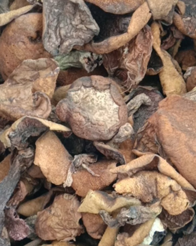 松蘑，松蘑干，粘蘑，松树蛾子，土信承德地区特产，一手货源