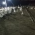 新鲜大鹅蛋，产地:河南濮阳，规格:120克，产量大