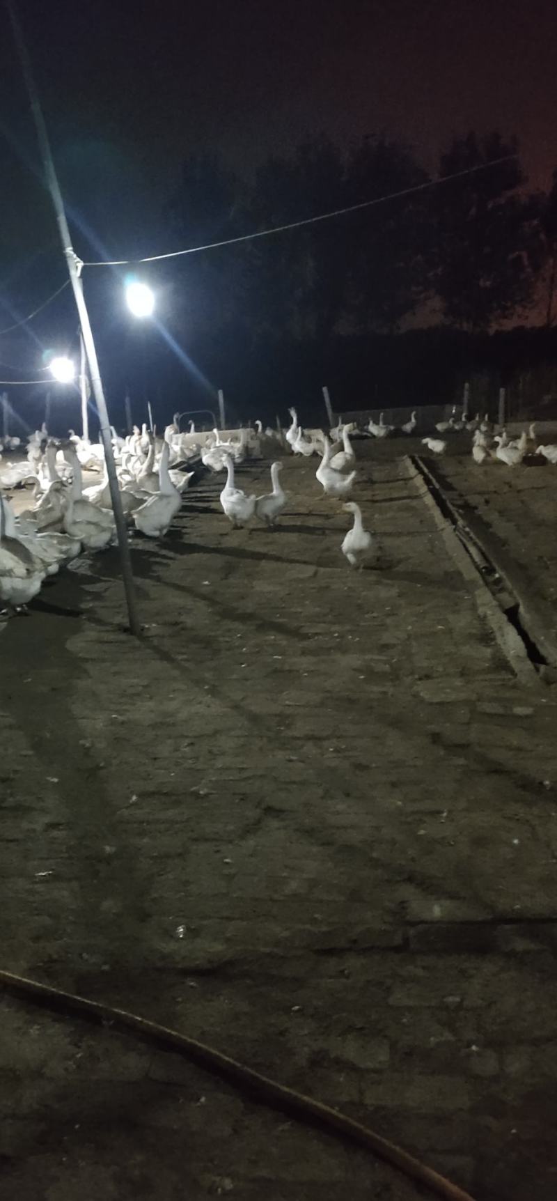 新鲜大鹅蛋，产地:河南濮阳，规格:120克，产量大