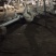 新鲜大鹅蛋，产地:河南濮阳，规格:120克，产量大