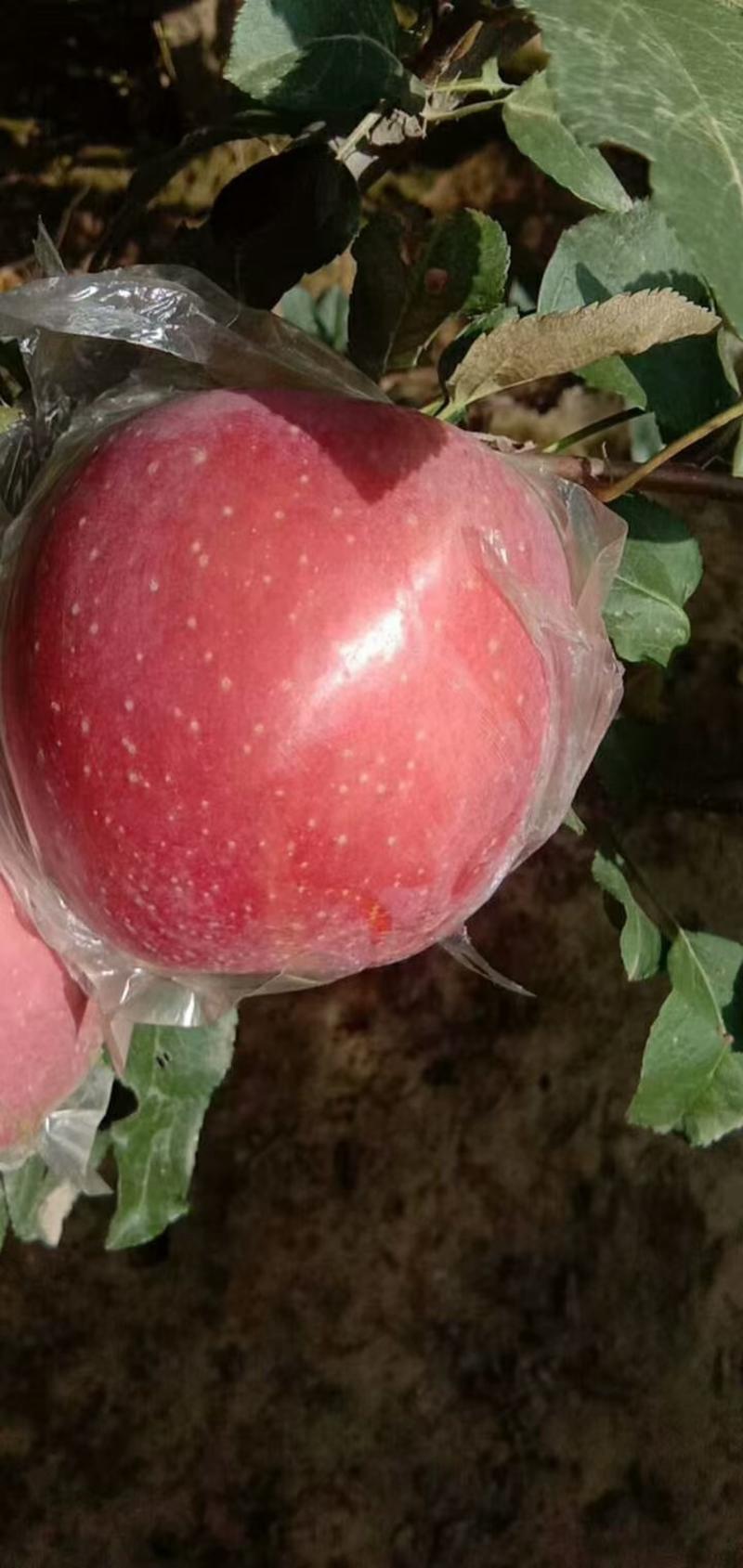 红富士苹果大量上市对外批发价格实惠脆甜多汁，果个大，